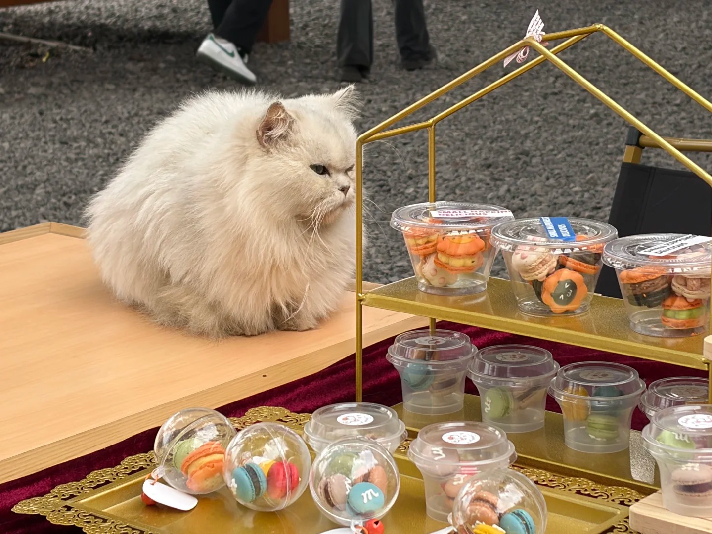 Chongqing Is Now Home to China’s Biggest Cat Rescue Park 😺