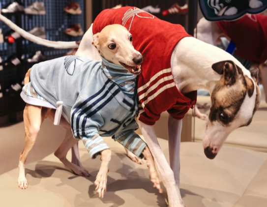 Missed the viral Chinese jacket? adidas just made a version for pets 🐾