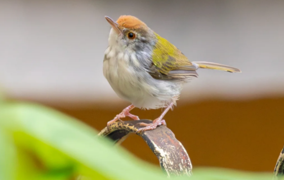 A Tiny Wild Bird Moved In — and Now Thousands of Netizens Are Emotionally Invested in Its Daily Life 🐦🌿